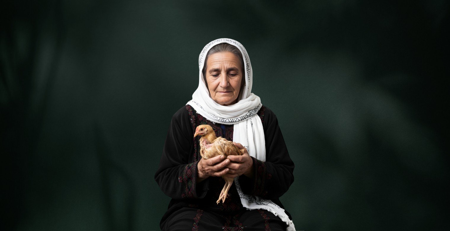 غزة: كيف اختفت الدواجن؟