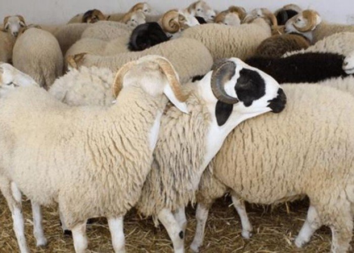 ما هو عيد الأضحى؟ تعرف على فضل العيد وسُنّة الأضحية