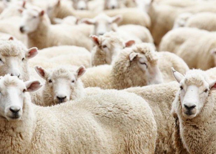 كل ما تريد معرفته عن الأضحية في عيد الأضحى