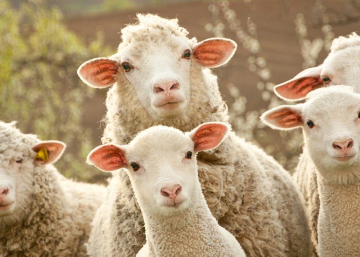 ما هي الأضحية في الإسلام؟ شروطها وحكمها وموعدها بالتفصيل