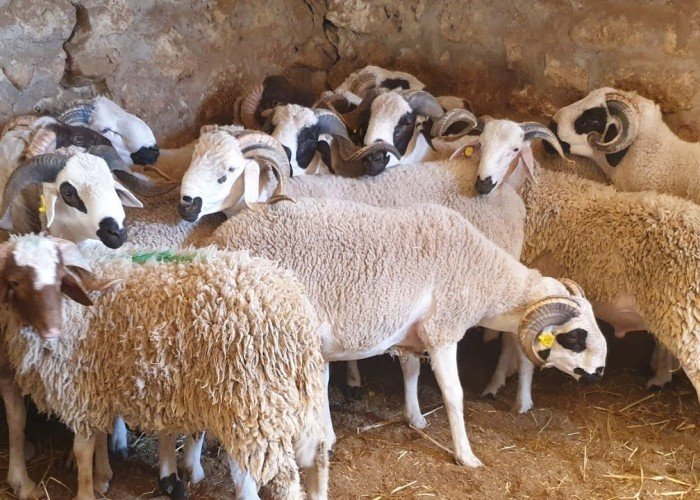 موعد عيد الأضحى المبارك 2025- عيد الأضحى 2025 فلكيًا