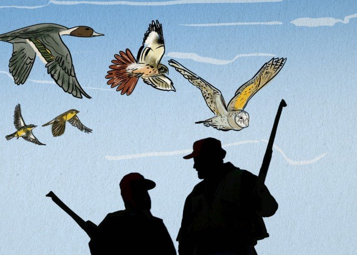  الأسواق الشعبية في غزة: معابر لاختفاء الطيور النادرة 