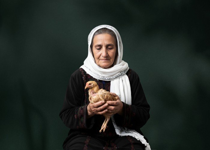 غزة: كيف اختفت الدواجن؟