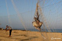 غزة: صيد «السمان» لا يغني من جوع
