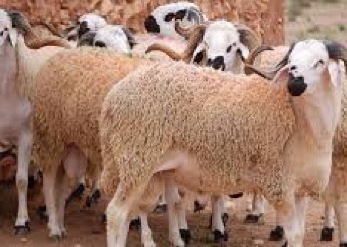 عيد الأضحى.. طقوس وتقاليد العيد الكبير في الإسلام