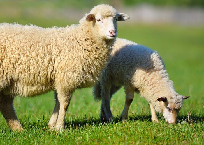 تقاليد عيد الأضحى حول العالم.. كيف يحتفل المسلمون في الدول المختلفة؟